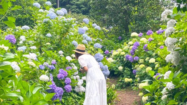 東京 あきる野 南沢あじさい山 50年かけてできた10000株の紫陽花は見応えすごい!